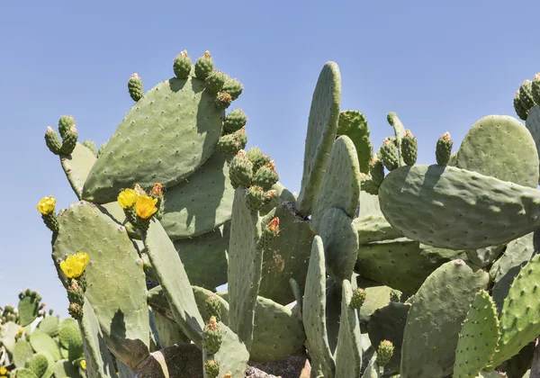 Blooming cactus Coccinellifera outdoor closeup. Cyprus. — Stock Photo, Image