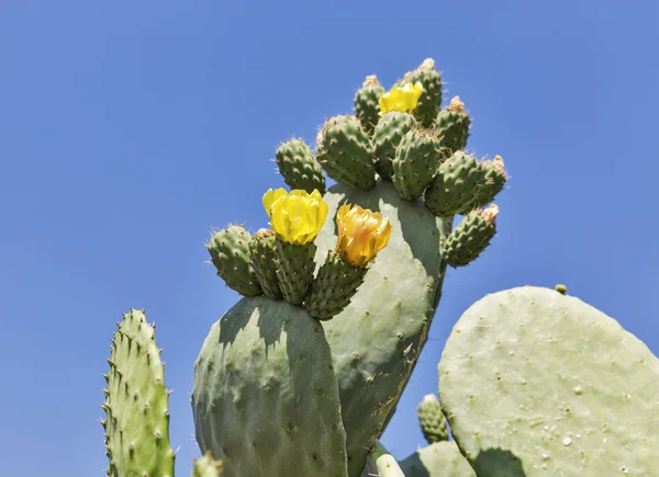 Blooming cactus Coccinellifera outdoor closeup. Cyprus. — Stock Photo, Image