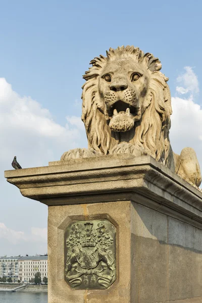 Lion of Chain Bridge in Budapest, Hungary — Stock Photo, Image