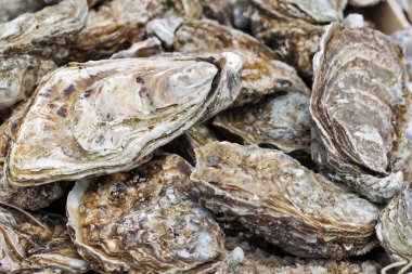 istiridye kabukları closeup arka plan bulanık