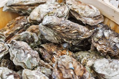 istiridye kabukları closeup arka plan bulanık