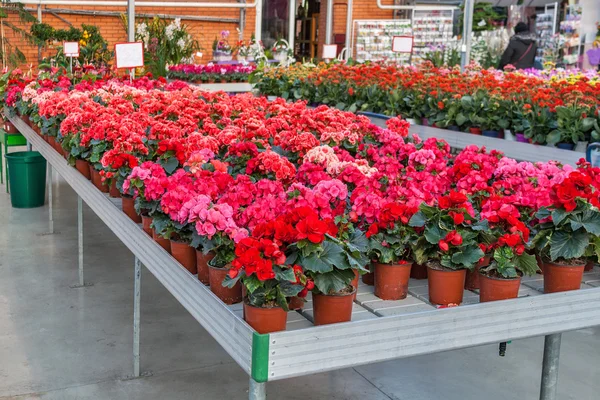 Begonia i butik för växthusodling inomhus blommor — Stockfoto