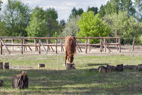 Pferd knabbert an kurzem Gras — Stockfoto