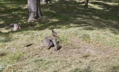 bir güdük karatavuk grubu