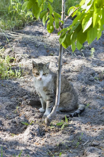 夏猫の肖像画 — ストック写真