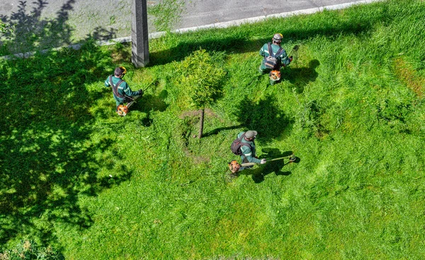 Team Von Arbeitern Mäht Das Gras Mit Einem Benzin Freischneider — Stockfoto