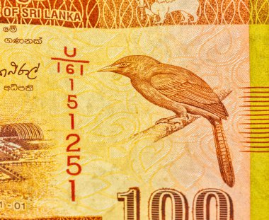 Kullanılan 100 Sri Lanka Rupisi 'nin bir kısmı banknotun üzerinde turuncu gagalı gevezelikle yakın plan kullanılmış..