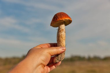 İnsan eli taze kesilmiş boletus mantarını dışarıda yakın mesafeden tutar.