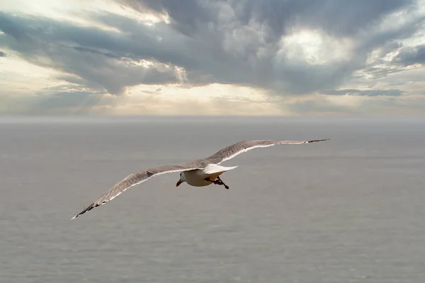 海のカモメが劇的な空と海の上を飛びます — ストック写真