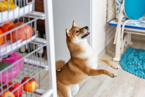 Shiba Inu female dog in the room. Red haired Japanese dog 10 monthes old. A happy domestic pet.