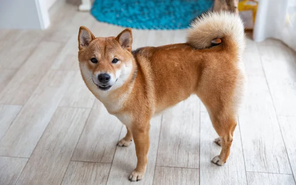 Shiba Inu Nőstény Kutya Szobában Vörös Hajú Japán Kutya Hónapos Stock Fotó