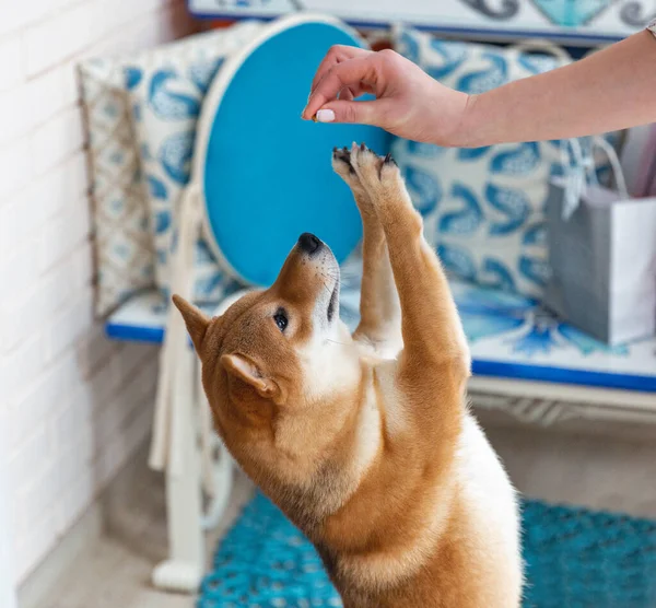 芝犬の女性の犬の部屋です 赤い毛の日本犬10匹 幸せな家庭用ペット — ストック写真