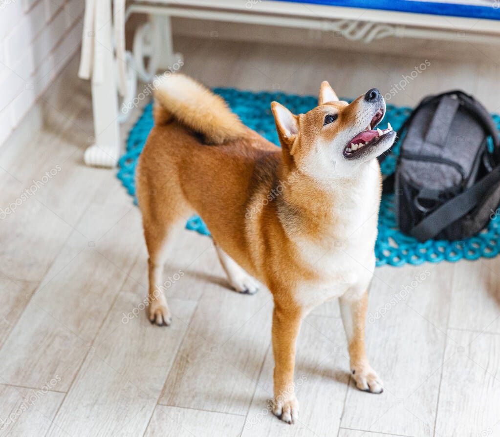 Shiba Inu female dog in the room. Red haired Japanese dog 10 monthes old. A happy domestic pet.