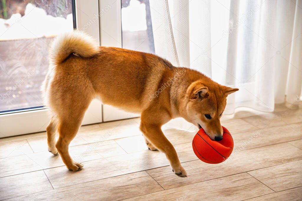 Shiba Inu female dog in the room closeup. Red haired Japanese dog 1 year old. A happy domestic pet.