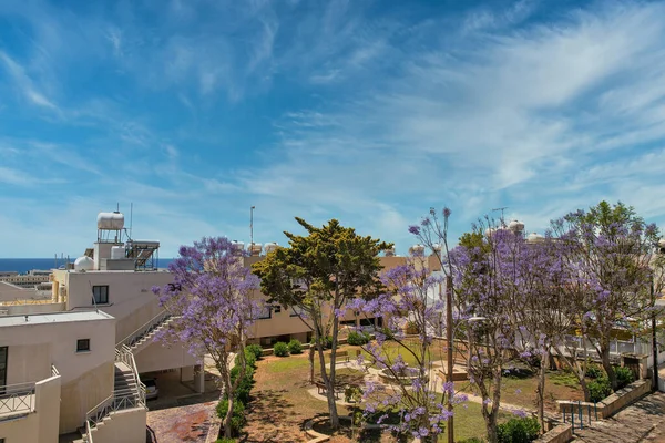 Ayia Napa Şehir Manzarası Mor Çiçekli Küçük Bahçeler Akdeniz Kıbrıs — Stok fotoğraf