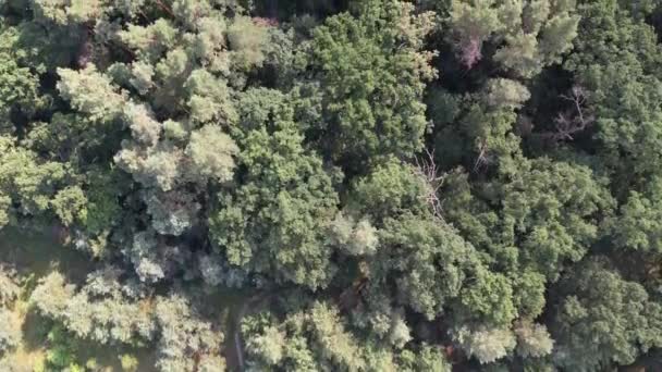 위에서 근처에 낙엽수 오크와 소나무 — 비디오