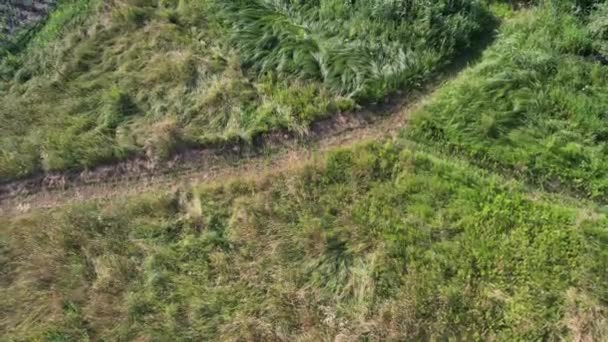 Drohnenaufnahme Über Einem Weizenfeld Ufer Des Sommerflusses Ros Zentralukraine — Stockvideo