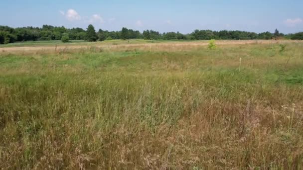 Luchtfoto Drone Uitzicht Wild Veld Aan Oever Van Zomer Rivier — Stockvideo