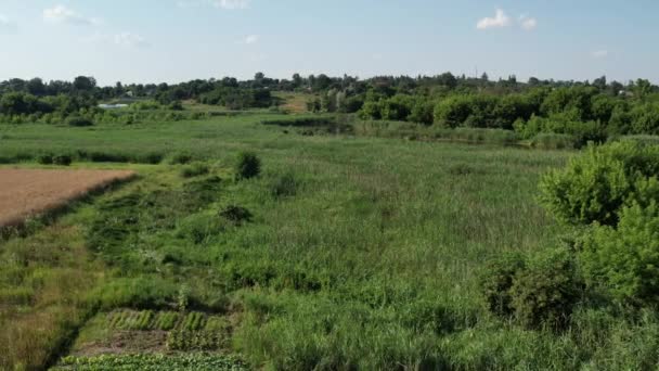 Drohnenaufnahme Über Einem Weizenfeld Ufer Des Sommerflusses Ros Zentralukraine — Stockvideo