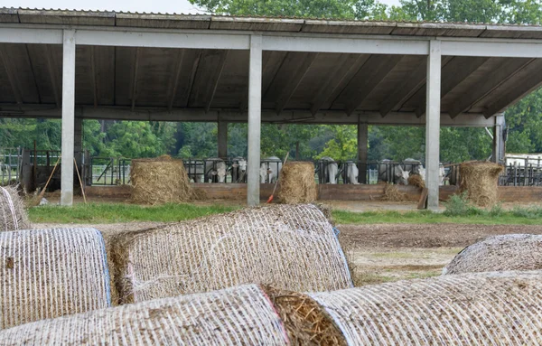 Granja de ganado con vacas comiendo heno — Foto de Stock