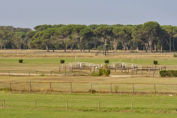 Pista de corridas de cavalos — Fotografia de Stock