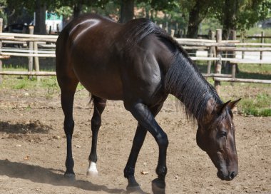 safkan kısrak olarak paddock