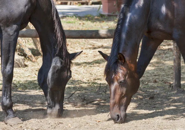 Casal de cavalos pretos e castanhos — Fotografia de Stock