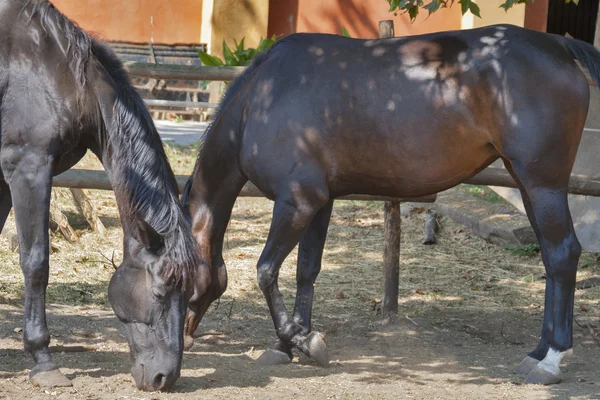 Paar schwarze und braune Pferde — Stockfoto