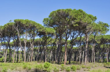 Toskana orman manzarası