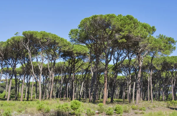 Toscana skogslandskap — Stockfoto