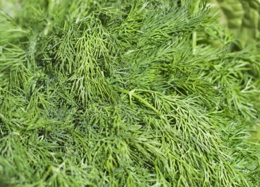 taze yeşil dereotu arka plan