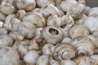 ham mantar arka plan bakış