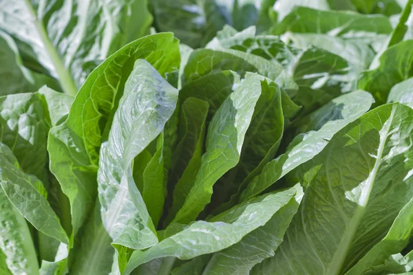 Romaine lettuce closeup — Stock Photo, Image