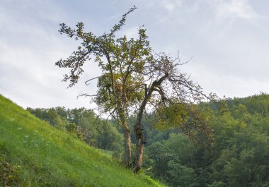 Slovenya orman dağ manzarası ile yalnız eğri ağaç