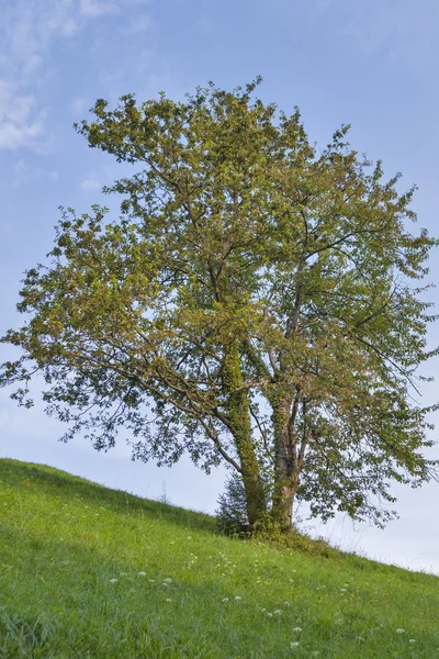 Eslovenia paisaje con árbol solitario — Foto de Stock