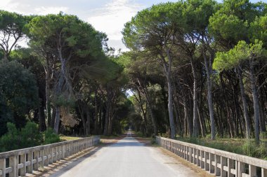Yol aracılığıyla San Rossore Bölge Parkı, İtalya