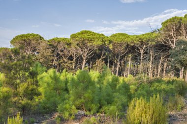 Toskana orman manzarası