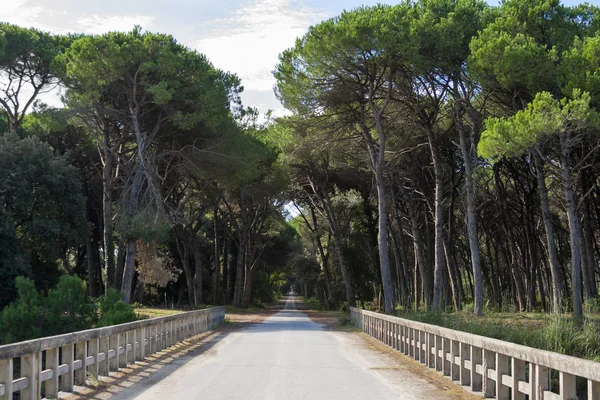 Vägen genom San Rossore Regional Park, Italien — Stockfoto