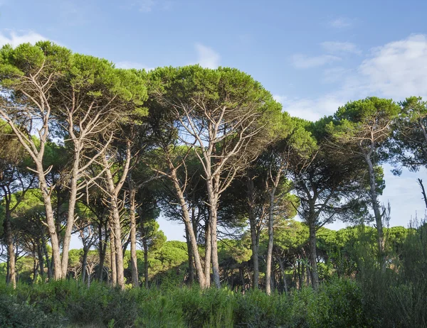 Paisagem florestal da Toscana — Fotografia de Stock