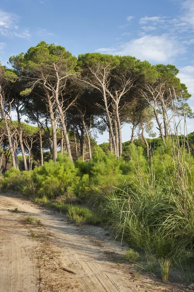 Toscana skogslandskap — Stockfoto