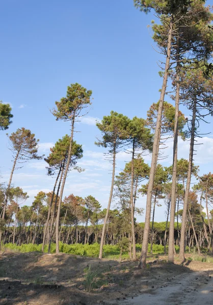 Paisaje forestal Toscana — Foto de Stock