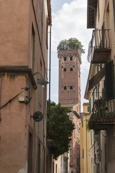 Guinigi toren in Lucca (Italië), met bomen op de top — Stockfoto