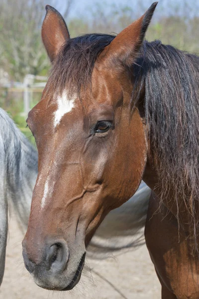 Porträt eines braunen Pferdes aus der Toskana — Stockfoto