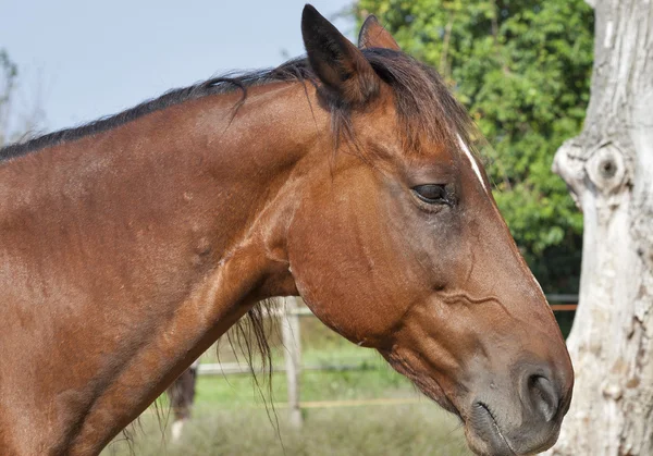 Portret van een bruin paard uit Toscane — Stockfoto