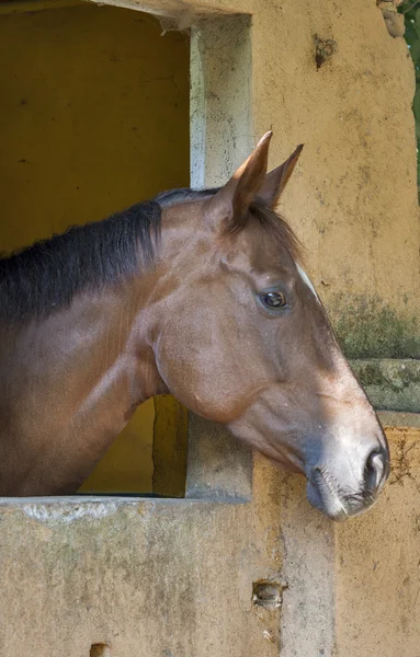 Neugieriger Hengst lugt aus dem Stall — Stockfoto