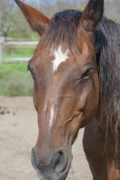 Portræt af en brun hest fra Toscana - Stock-foto