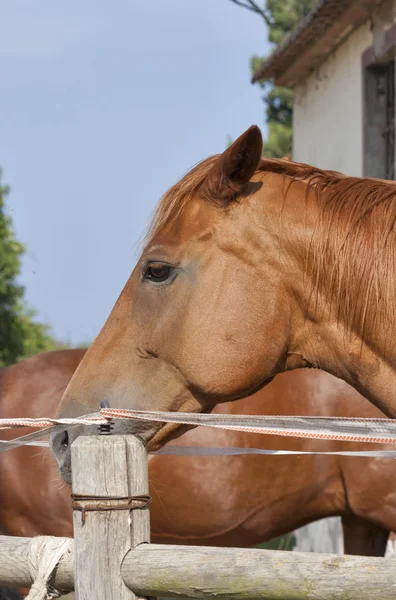 Porträt eines braunen jungen Pferdes aus der Toskana — Stockfoto