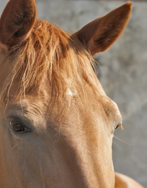 Cavalo vermelho olhar closeup — Fotografia de Stock