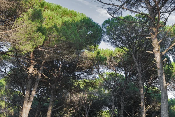 Bosque de Toscana matorral — Foto de Stock