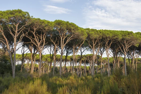 Toscana skogslandskap — Stockfoto